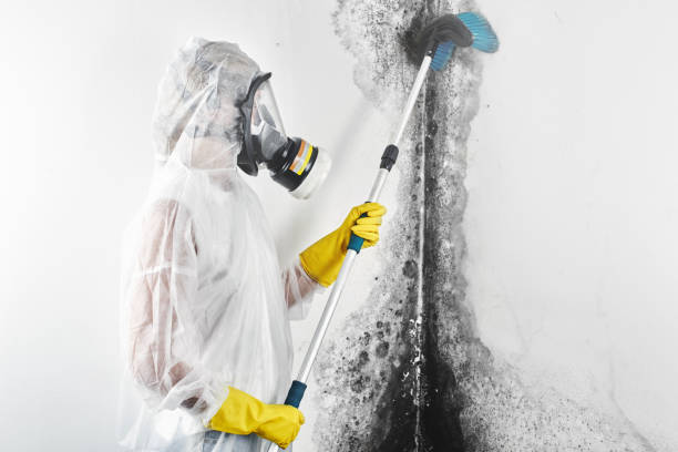 Best Post-Construction Mold Inspection  in Tappan, NY