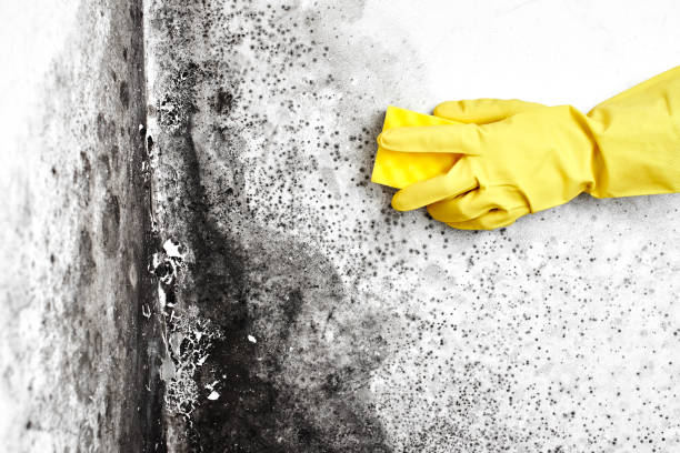 Best Crawl Space Mold Remediation  in Tappan, NY